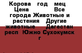 Корова 1 год 4 мец › Цена ­ 27 000 - Все города Животные и растения » Другие животные   . Дагестан респ.,Южно-Сухокумск г.